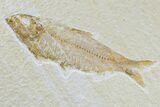 Detailed Fossil Fish (Knightia) - Wyoming #165819-1